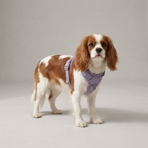 AirComfort™ No-Pull Pet Harness